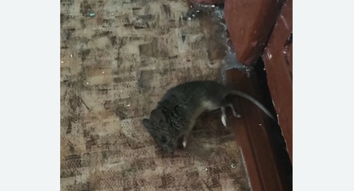 Дезинфекция от мышей в Мосальске