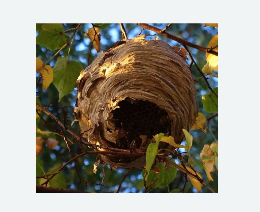 Обработка от шершней в Мосальске