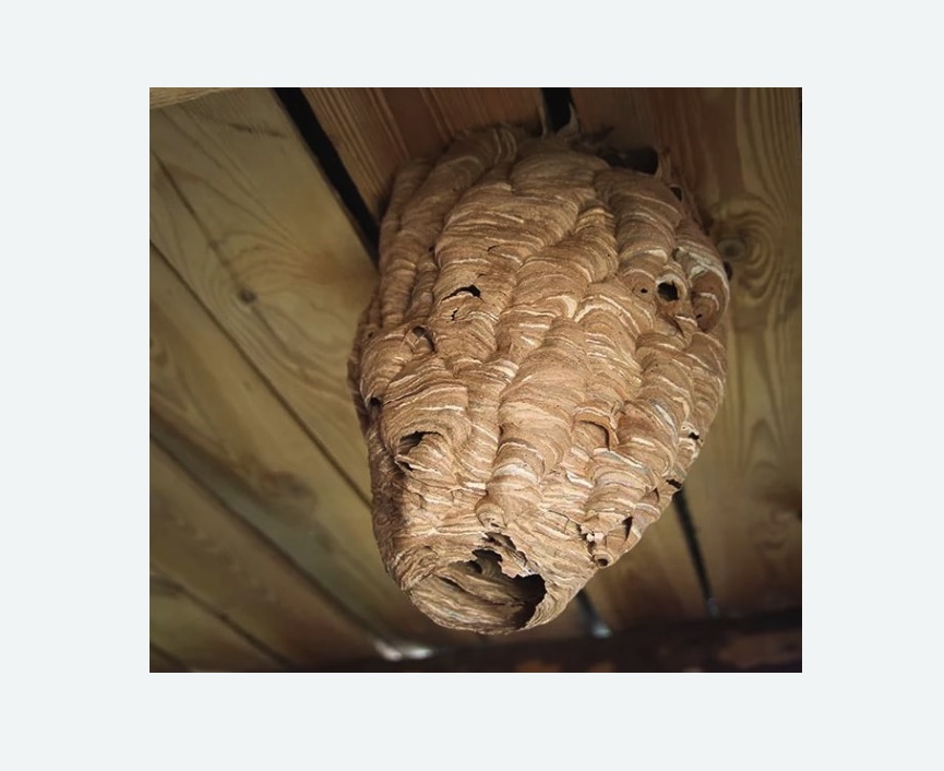 обработка от шершней в Мосальске