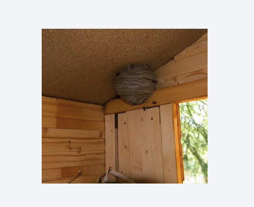 Обработка от ос в Мосальске Обработка от ос