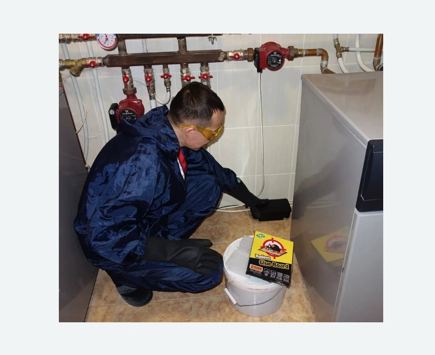 Уничтожение крыс Уничтожение крыс в Мосальске